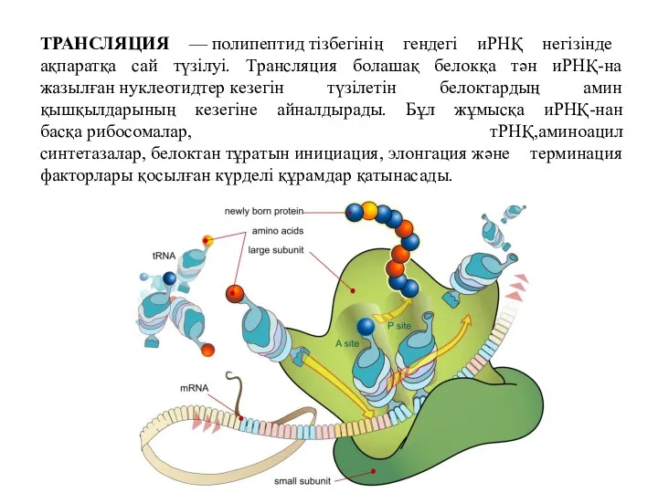 ТРАНСЛЯЦИЯ — полипептид тізбегінің гендегі иРНҚ негізінде ақпаратқа сай түзілуі.