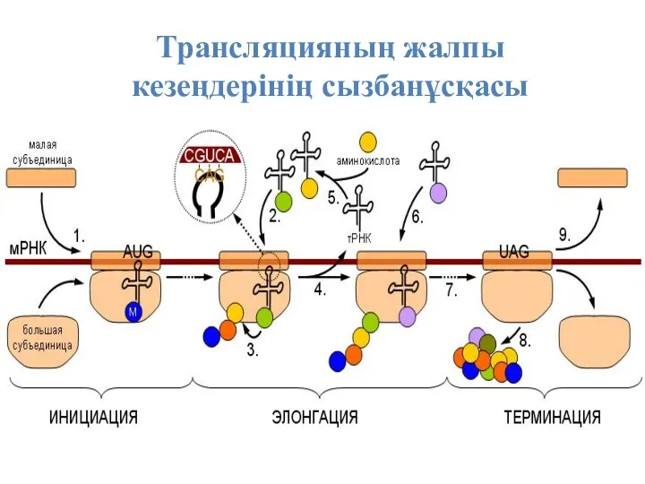 Трансляцияның жалпы кезеңдерінің сызбанұсқасы