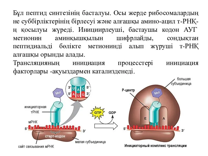 Бұл пептид синтезінің басталуы. Осы жерде рибосомалардың не суббірліктерінің бірлесуі