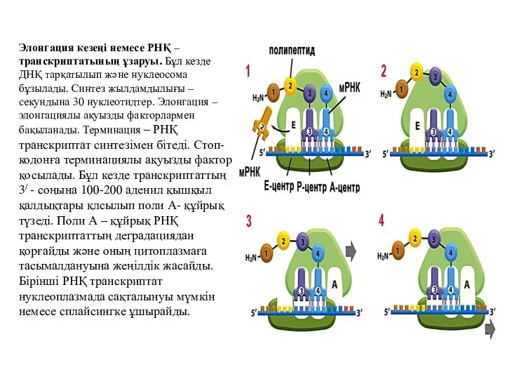 Элонгация кезеңі немесе РНҚ – транскриптатының ұзаруы. Бұл кезде ДНҚ