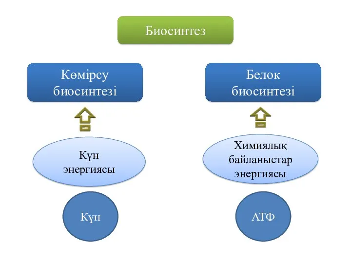 Биосинтез Көмірсу биосинтезі Белок биосинтезі Күн энергиясы Химиялық байланыстар энергиясы Күн АТФ