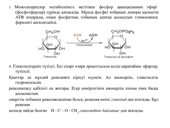 3. Моносахаридтер метаболизмге негізінен фосфор қышқылының эфирі (фосфоэфирлер) түрінде қатысады.