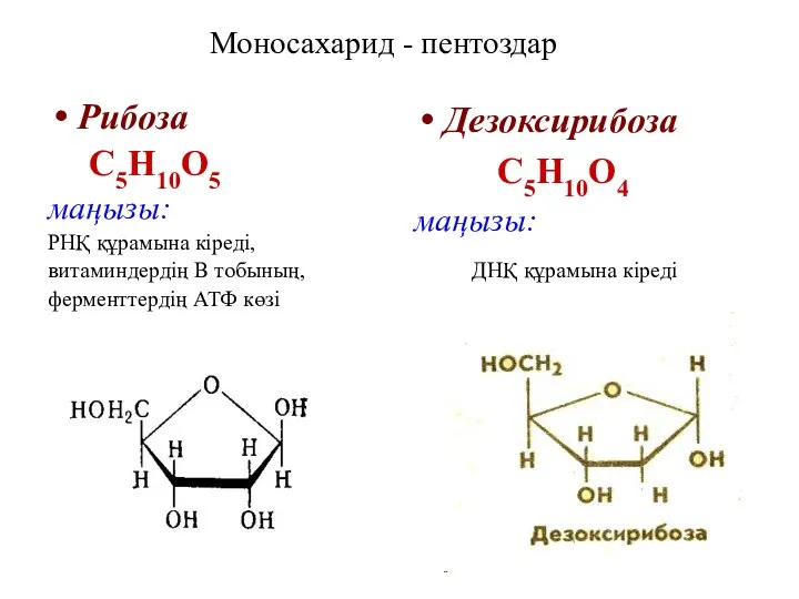 Моносахарид - пентоздар Рибоза С5Н10О5 маңызы: РНҚ құрамына кіреді, витаминдердің