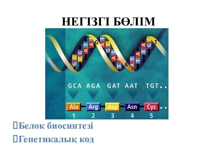 НЕГІЗГІ БӨЛІМ Белок биосинтезі Генетикалық код