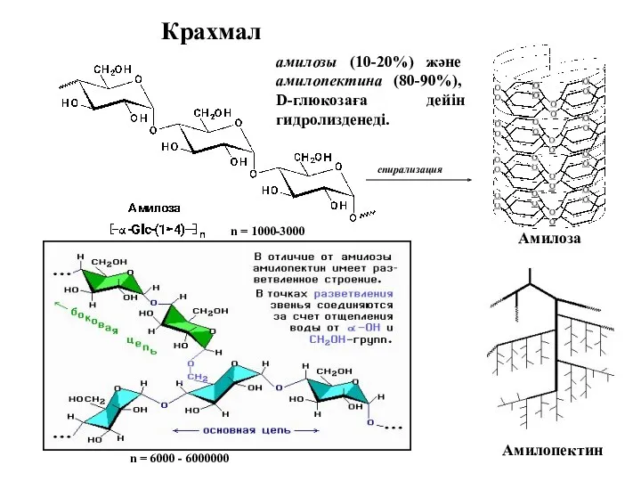 Крахмал Амилоза Амилопектин амилозы (10-20%) және амилопектина (80-90%), D-глюкозаға дейін
