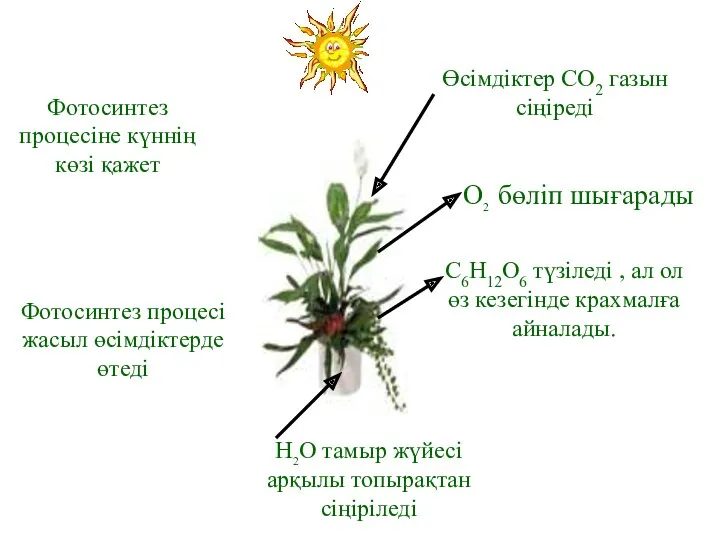 Фотосинтез процесіне күннің көзі қажет Фотосинтез процесі жасыл өсімдіктерде өтеді