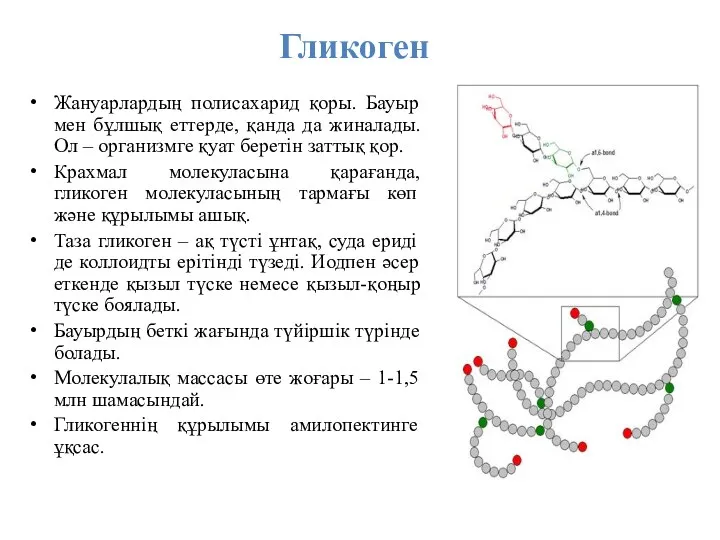 Гликоген Жануарлардың полисахарид қоры. Бауыр мен бұлшық еттерде, қанда да