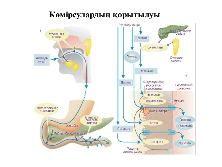 Көмірсулардың қорытылуы