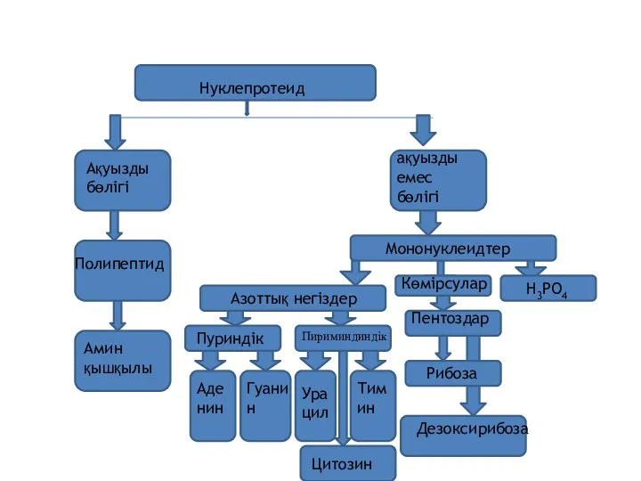 Нуклепротеид Ақуызды бөлігі ақуызды емес бөлігі Полипептид Амин қышқылы Азоттық