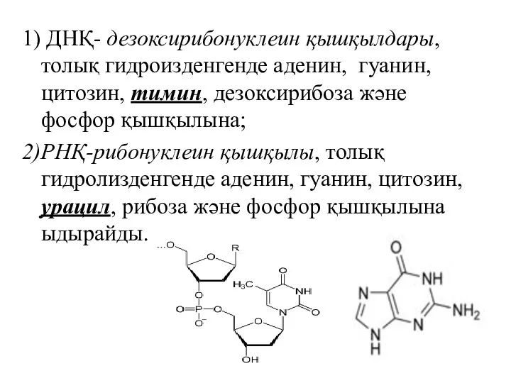 1) ДНҚ- дезоксирибонуклеин қышқылдары, толық гидроизденгенде аденин, гуанин, цитозин, тимин,