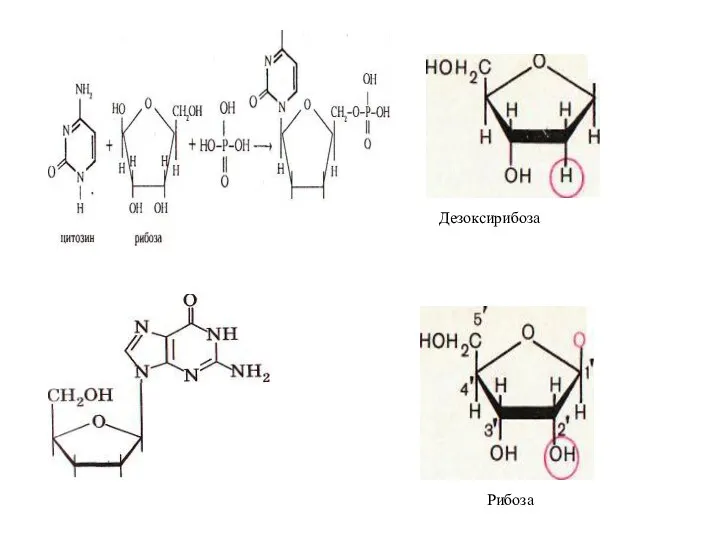 Дезоксирибоза Рибоза