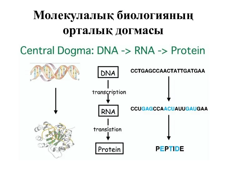 Молекулалық биологияның орталық догмасы