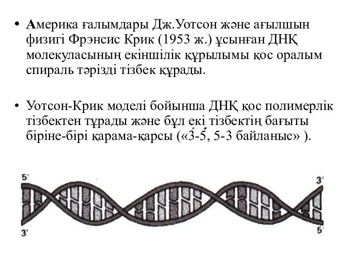Америка ғалымдары Дж.Уотсон және ағылшын физигі Фрэнсис Крик (1953 ж.)