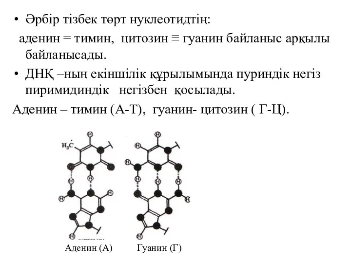 Әрбір тізбек төрт нуклеотидтің: аденин = тимин, цитозин ≡ гуанин