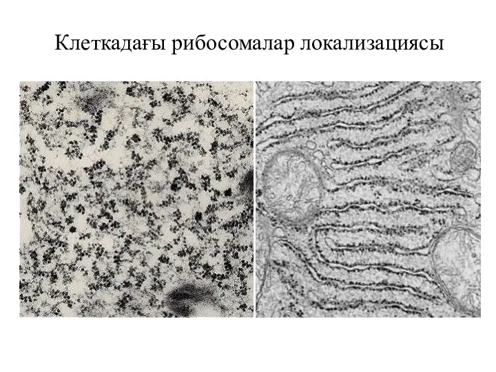 Клеткадағы рибосомалар локализациясы