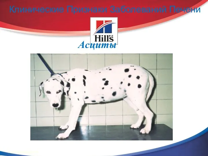 Асциты © 2002 Hill’s Pet Nutrition, Inc. Клинические Признаки Заболеваний Печени