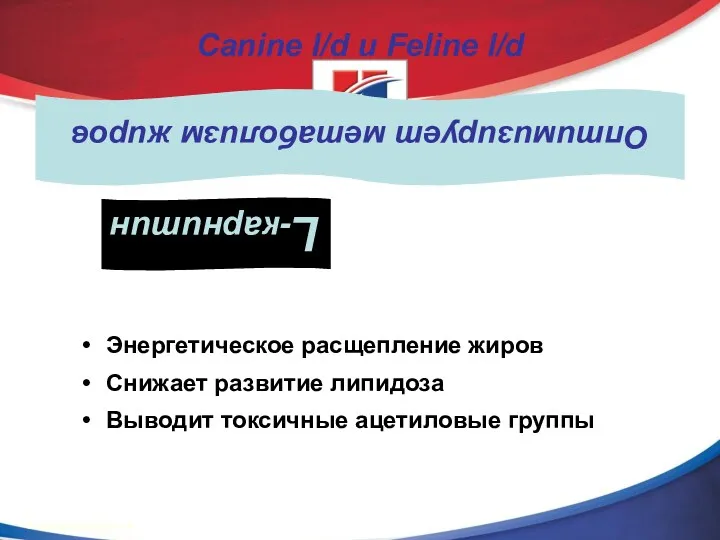 Энергетическое расщепление жиров Снижает развитие липидоза Выводит токсичные ацетиловые группы