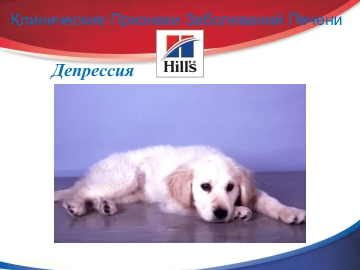 Клинические Признаки Заболеваний Печени Депрессия © 2002 Hill’s Pet Nutrition, Inc.