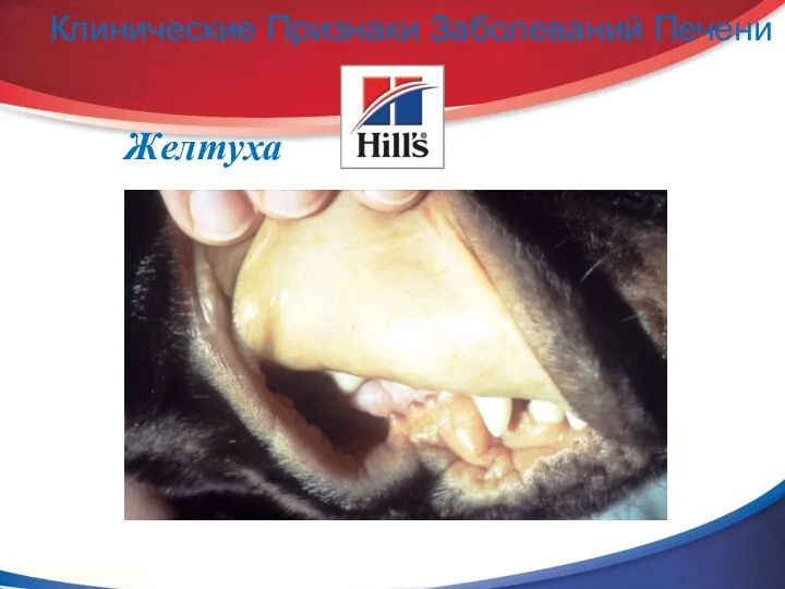 Клинические Признаки Заболеваний Печени Желтуха © 2002 Hill’s Pet Nutrition, Inc.