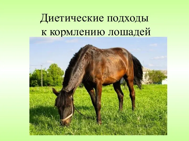 Диетологические подходы к кормлению лошадей
