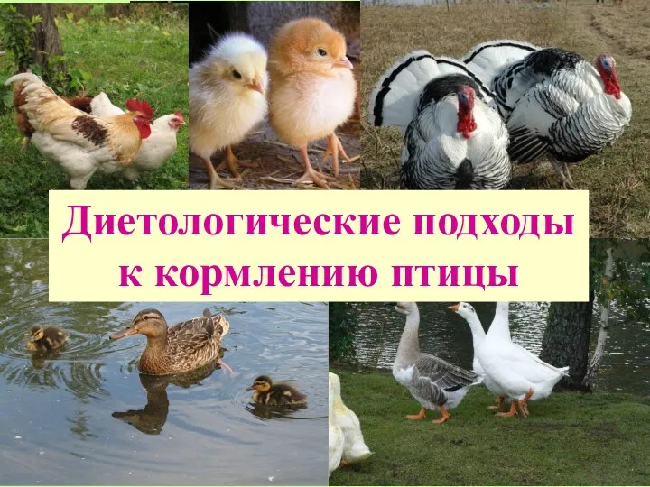 Диетологические подходы к кормлению птицы