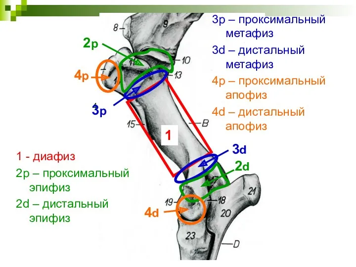 2p 2d 1 4 3p 3d 4p 4d 3p – проксимальный метафиз 3d