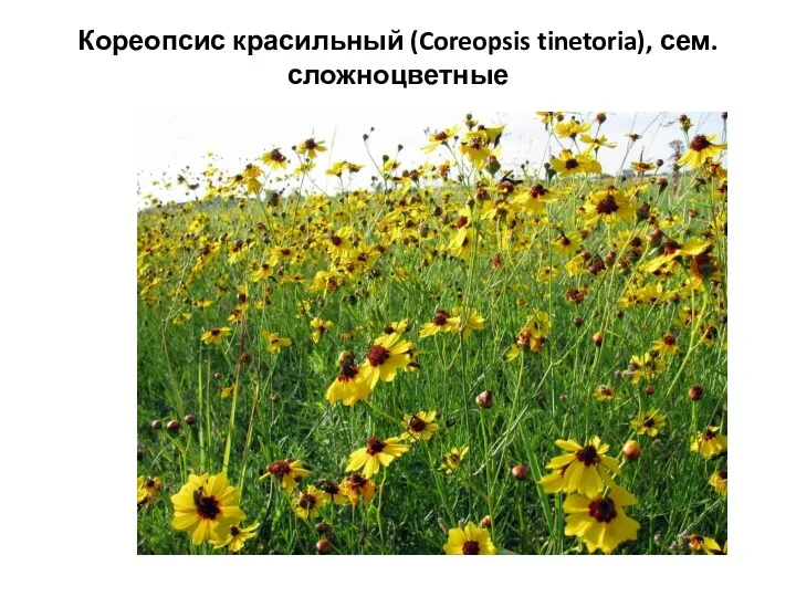 Кореопсис красильный (Coreopsis tinetoria), сем. сложноцветные