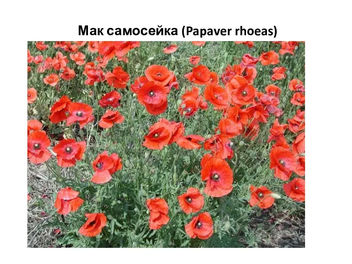 Мак самосейка (Papaver rhoeas)