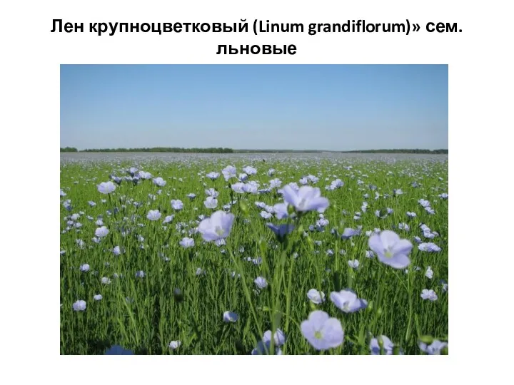 Лен крупноцветковый (Linum grandiflorum)» сем. льновые