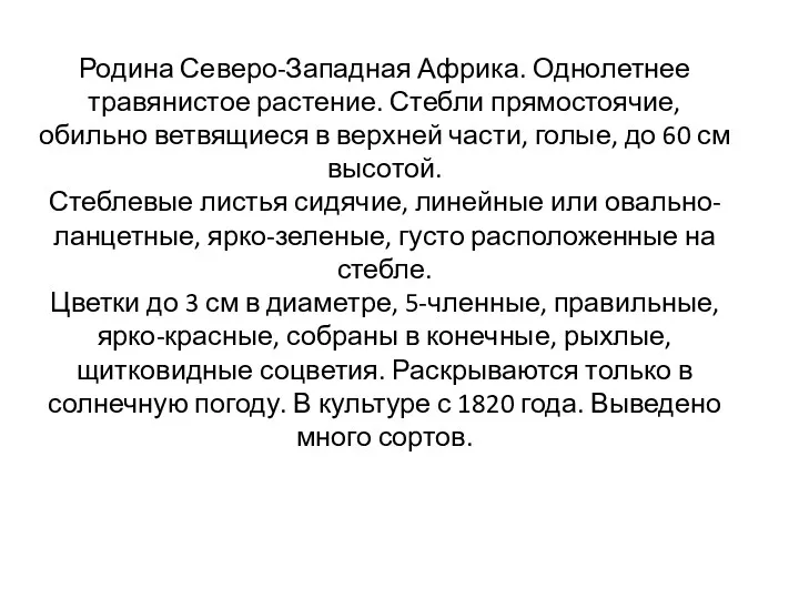 Родина Северо-Западная Африка. Однолетнее травянистое растение. Стебли прямостоячие, обильно ветвящиеся