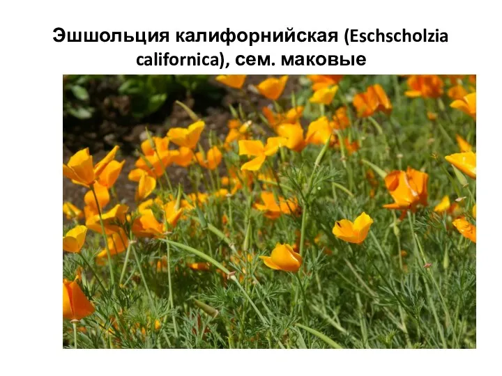 Эшшольция калифорнийская (Eschscholzia californica), сем. маковые