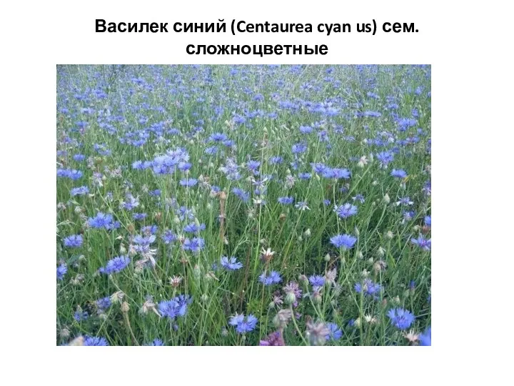 Василек синий (Centaurea cyan us) сем. сложноцветные