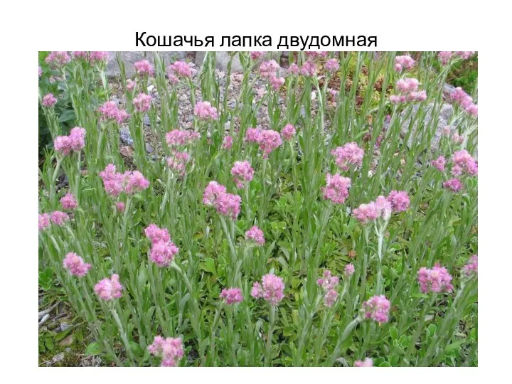 Кошачья лапка двудомная