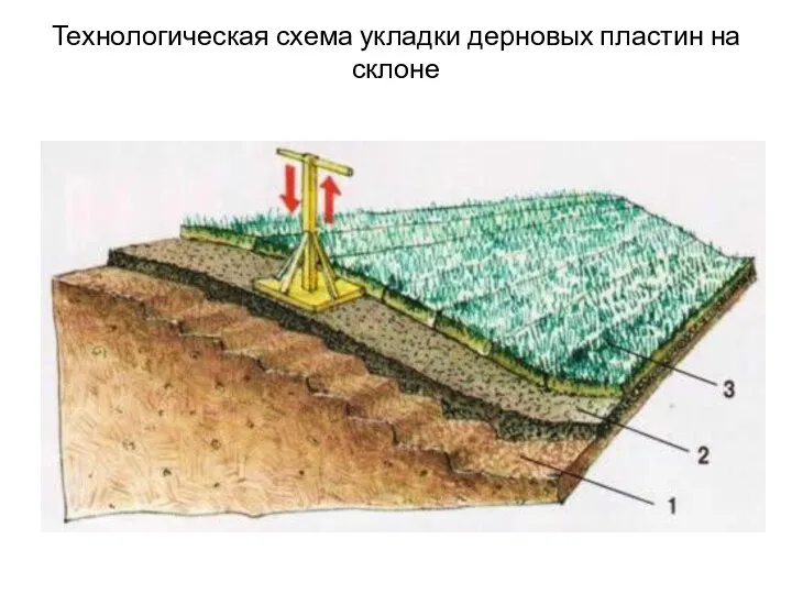 Технологическая схема укладки дерновых пластин на склоне