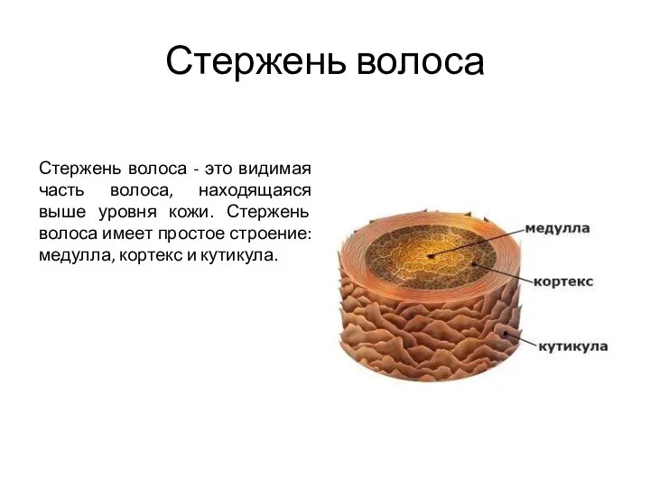 Стержень волоса Стержень волоса - это видимая часть волоса, находящаяся