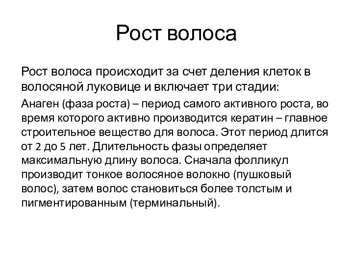 Рост волоса Рост волоса происходит за счет деления клеток в