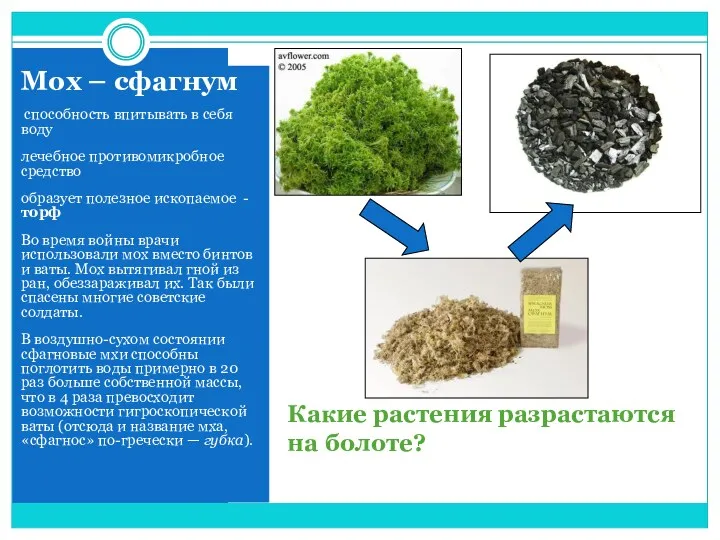 Какие растения разрастаются на болоте? Мох – сфагнум способность впитывать