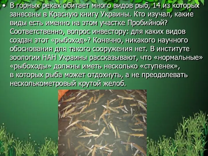 В горных реках обитает много видов рыб, 14 из которых