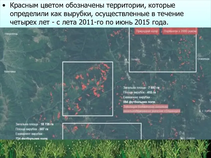 Красным цветом обозначены территории, которые определили как вырубки, осуществленные в