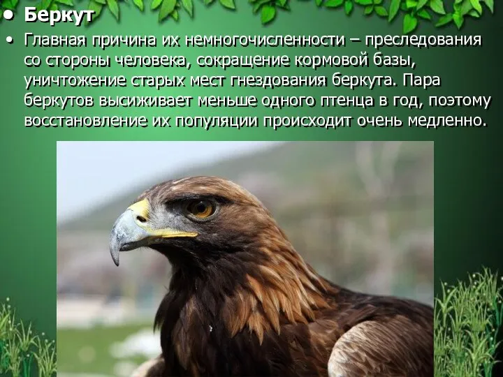 Беркут Главная причина их немногочисленности – преследования со стороны человека,