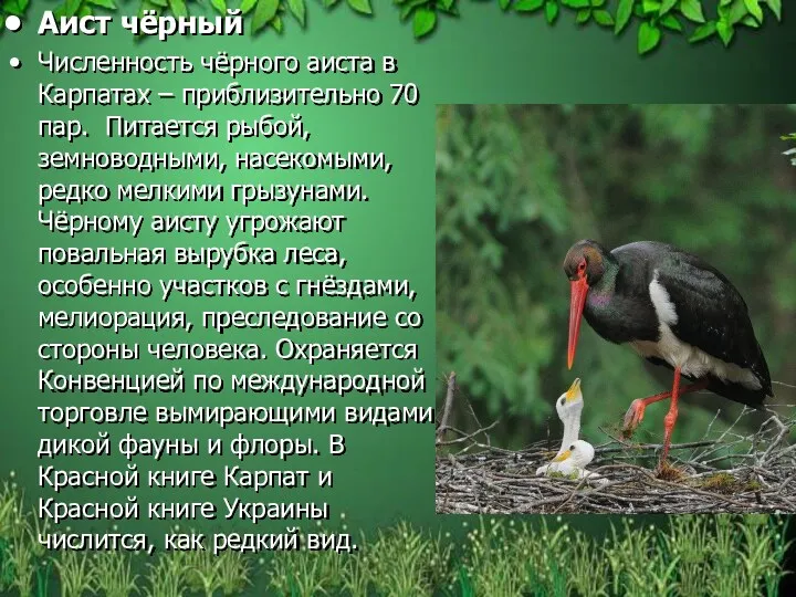 Аист чёрный Численность чёрного аиста в Карпатах – приблизительно 70