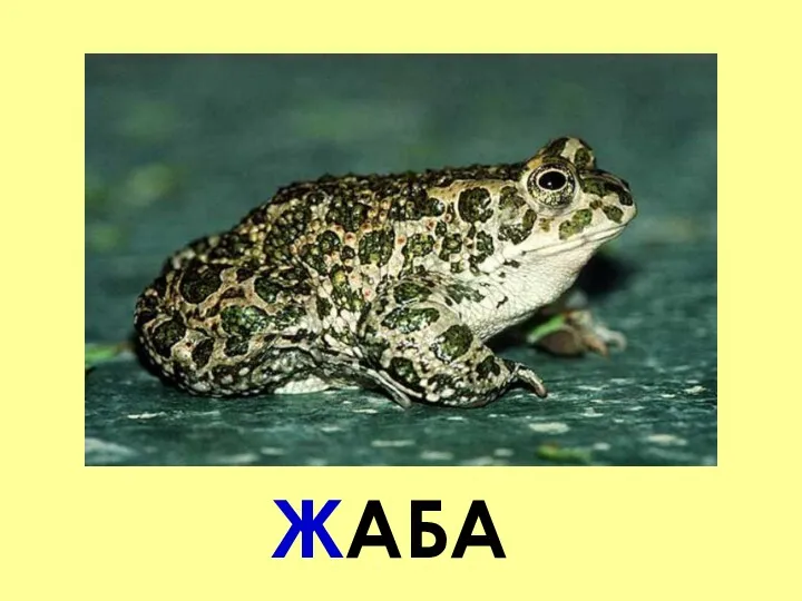 ЖАБА