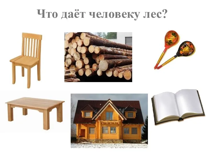 Что даёт человеку лес?