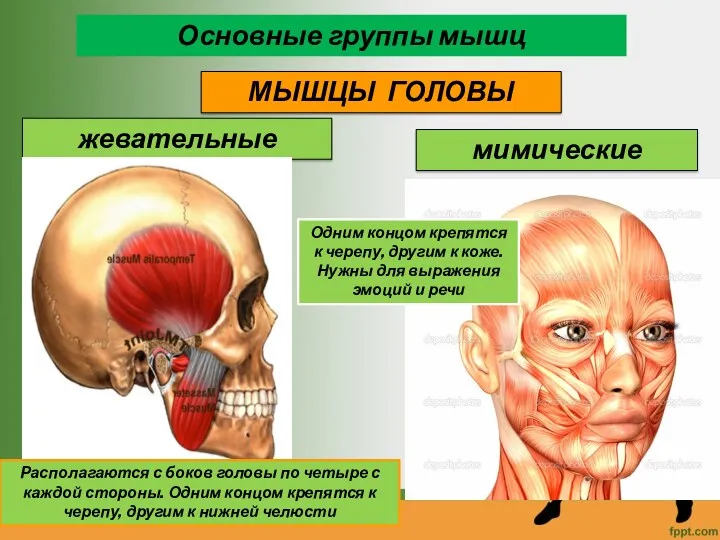 Основные группы мышц МЫШЦЫ ГОЛОВЫ жевательные мимические Располагаются с боков