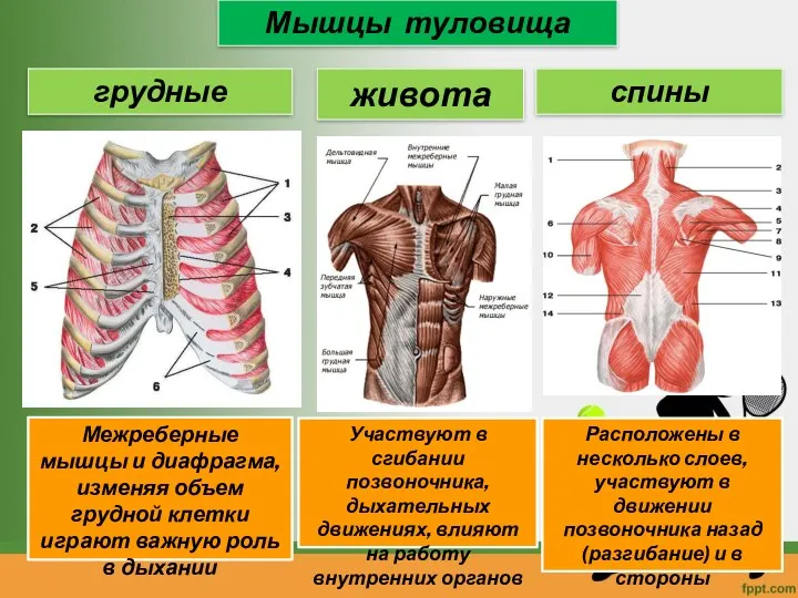 Мышцы туловища грудные живота Межреберные мышцы и диафрагма, изменяя объем