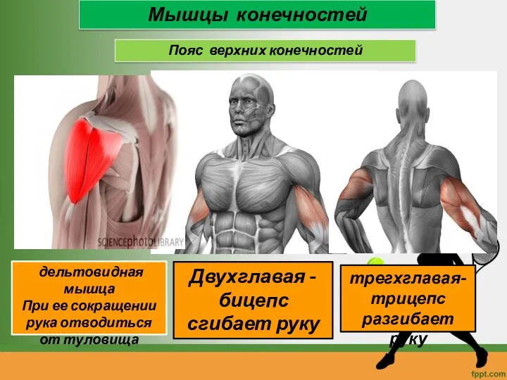 Мышцы конечностей Пояс верхних конечностей дельтовидная мышца При ее сокращении