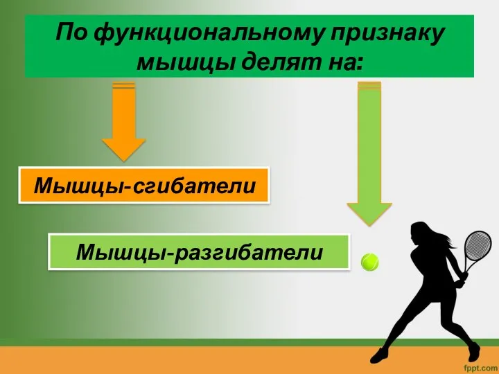 По функциональному признаку мышцы делят на: Мышцы-сгибатели Мышцы-разгибатели