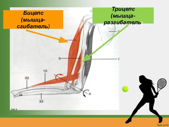 Бицепс (мышца-сгибатель) Трицепс (мышца-разгибатель)