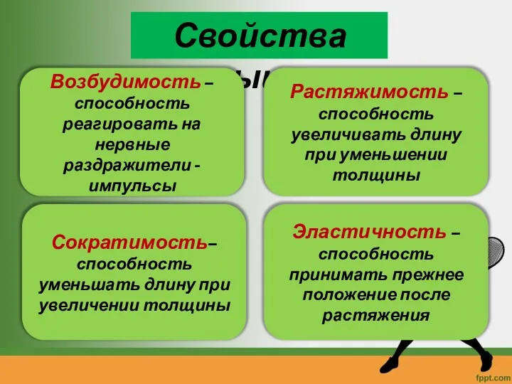 Свойства мышц Возбудимость – способность реагировать на нервные раздражители -