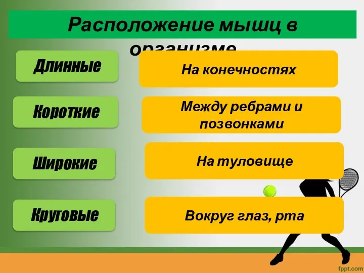 Расположение мышц в организме Длинные Короткие Широкие Круговые На конечностях